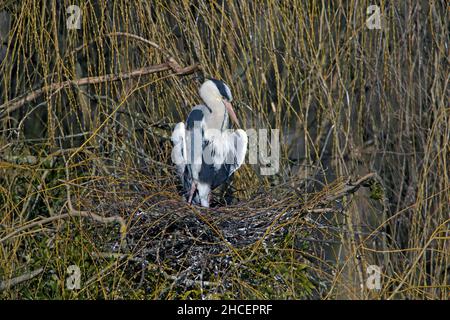 Grey Heron (Ardea cinerea) sunbathing on nest Lower Saxony Germany Stock Photo