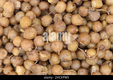 Southeast Asian, Myanmar traditional cooked yellow peas with oil. Breakfast recipe. Closeup view. Stock Photo