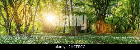 Wild garlic forest in spring with beautiful bright sun rays, panorama Stock Photo