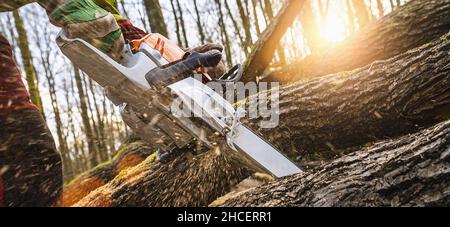 Woodcutter saws tree with chainsaw on sawmill Stock Photo