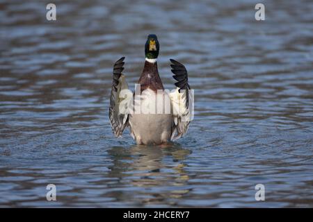 Mallard (Anas platyrhynchos) drake displaying by flapping wings in lake Lower Saxony Germany Stock Photo