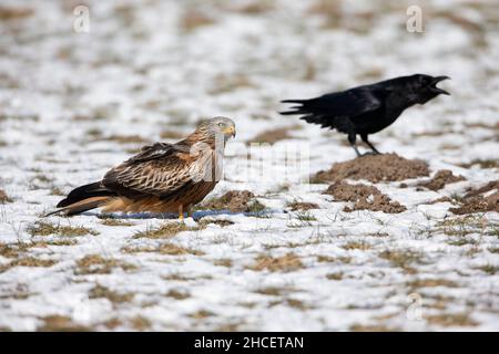 Red Kite (Milvus milvus) on field with Raven in winter Lower Saxony Germany Stock Photo