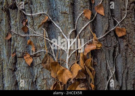 Closeup shot of a branch with dried leaves in autumn on a wooden tree background Stock Photo
