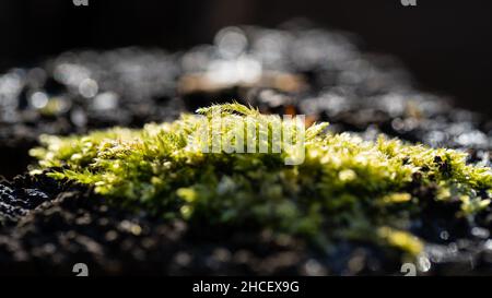 Selective focus shot of green moss on the stone Stock Photo