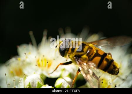a wasp on a yellow white flower Stock Photo