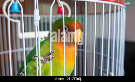 Closeup of an adorable colorful lovebird in the metal cage Stock Photo
