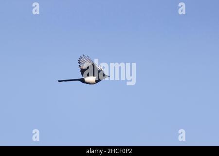 Common magpie (Pica pica) adult flying, Suffolk, England, October Stock Photo