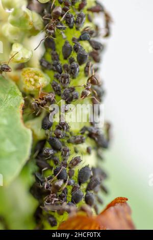 The ants herd aphids on a plant stem in the vegetable garden. Stock Photo