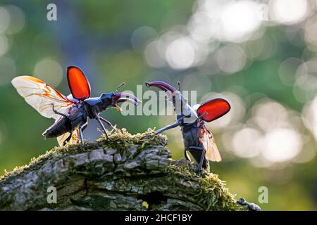 Two European stag beetle males (Lucanus cervus) fighting / wrestling with large mandibles / jaws over territory in summer Stock Photo