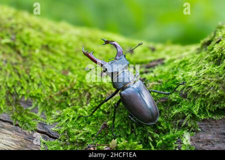 European stag beetle male (Lucanus cervus) with large mandibles / jaws climbing on moss covered rotten wood of tree stump in forest in summer Stock Photo