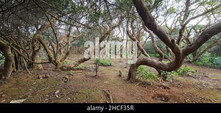 Brown and grey twisty trees near the parking space at Elphinstone Point, Mahabaleshwar, Mumbai, India. People use this place as picnic point. Shot aft Stock Photo