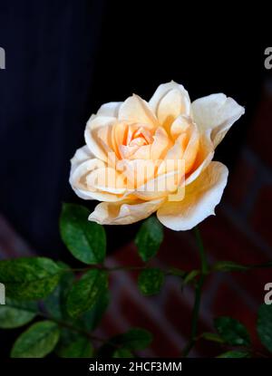 'Yellow Patio' single Rose in flower lit by Winter sunlight against a black background Stock Photo