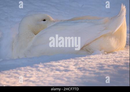 White duck in the snow. Resting American Pekin in sunlight. The Pekin or White Pekin. Cold winter season. Stock Photo