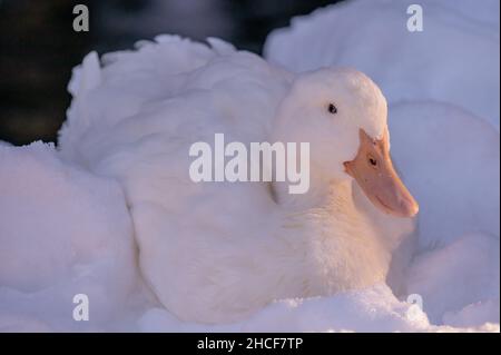 White duck in the snow. Resting American Pekin in sunlight. The Pekin or White Pekin. Cold winter season. Stock Photo