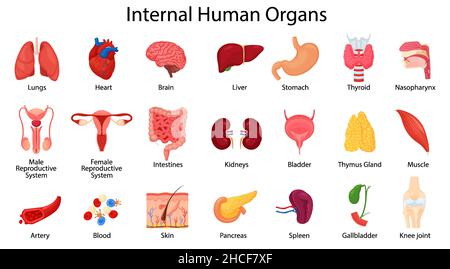 Realistic human internal organs icons set with lungs, kidneys, stomach, intestines, brain, heart, spleen and liver, skin, artery, blood, etc., vector Stock Vector