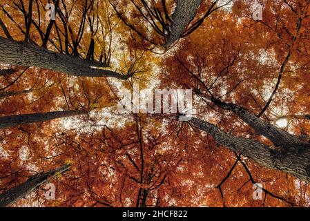 Scenic view of trees with colorful trees in a forest during autumn Stock Photo