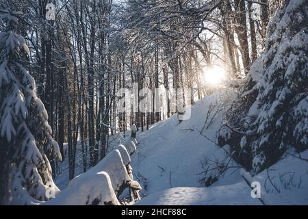 Vertical shot of a snowy forest with pine trees covered with snow in a sunny winter day Stock Photo