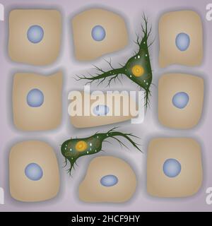 Innate immune system: dendritic cells in skin, vector illustration Stock Vector
