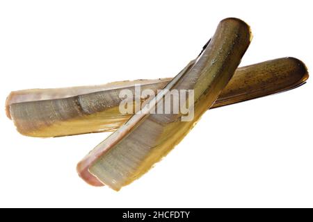 Atlantic jackknife clam (Ensis directus) from the Dutch North Sea coast isolated on white background Stock Photo