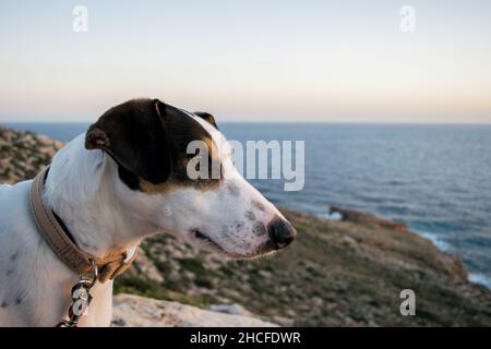 Close up shot of the face of a fox terrier and pointer cross mix breed dog, with hazel eye Stock Photo