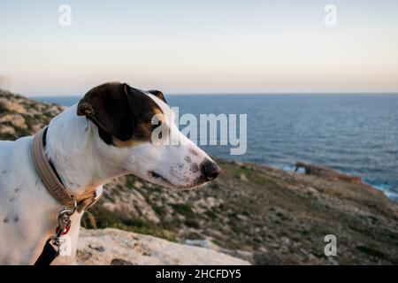 Close up shot of the face of a fox terrier and pointer cross mix breed dog, with hazel eye Stock Photo