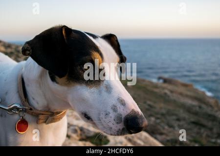 Close up shot of the face of a fox terrier and pointer cross mix breed dog, with hazel eye Stock Photo