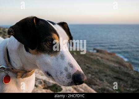 Close up shot of the face of a fox terrier and pointer cross mix breed dog, with hazel eye Stock Photo