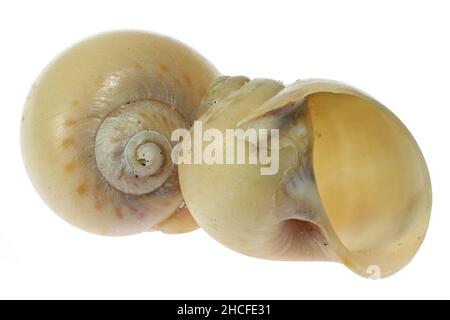 moon snail (Euspira catena) from the Dutch North Sea coast isolated on white background Stock Photo