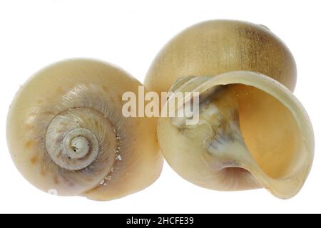 moon snail (Euspira catena) from the Dutch North Sea coast isolated on white background Stock Photo