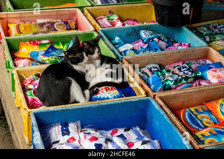 Two stray kitten cates sleeping in a crate of cleaning products and detergents, Nyaung shwe market Stock Photo