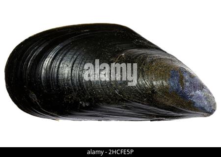 blue mussel (Mytilus edulis) from the Dutch North Sea coast isolated on white background Stock Photo