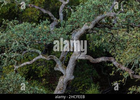 Blue Oak, Quercus douglasii, viewed from Condor Gulch Trail in Pinnacles National Park, California, USA Stock Photo