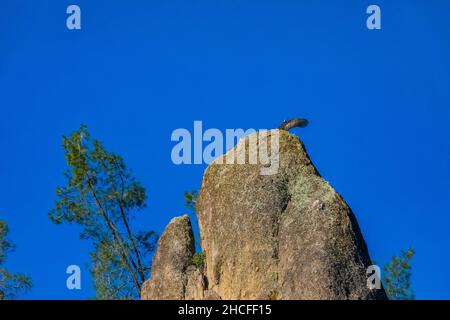 California Condors, Gymnogyps californianus, sunning and warming in the High Peaks of Pinnacles National Park, California, USA Stock Photo