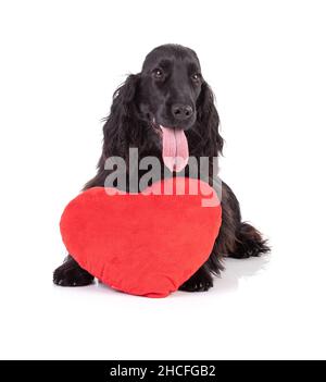 Black cocker spaniel in studio with a red heart with white background Stock Photo
