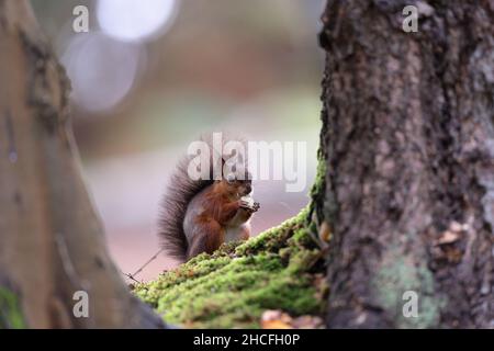 The red squirrel or Eurasian red squirrel is a species of tree squirrel in the genus Sciurus common throughout Eurasia. Stock Photo