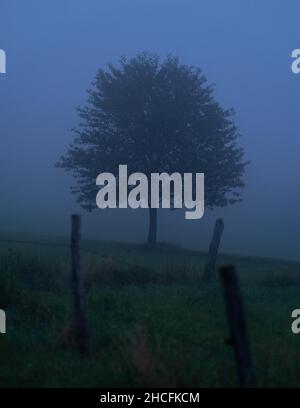 Vertical shot of a big tree on a foggy morning Stock Photo