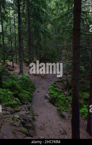 A winding dirt empty trail between trees in an evergreen coniferous forest Stock Photo