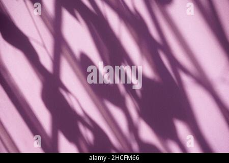 Shadow overlay, background. Window and plant leaves texture shadows on purple. For your backdrop, product display, overlays, presentation, or mockup. Stock Photo