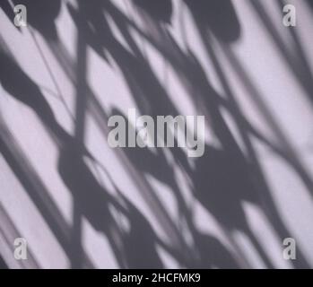 Shadow overlay black and white background. Window and plant leaves texture shadows abstract. For your backdrop, product display, overlays. Stock Photo