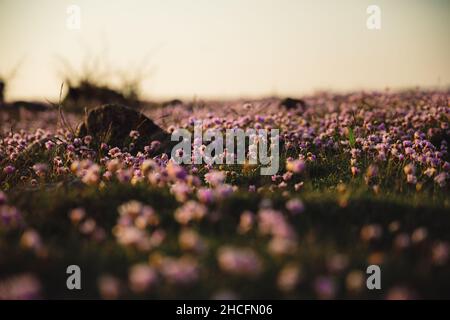 Armeria maritima