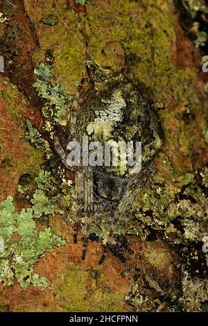 Knobbed orbweaver spider (Eriphora pustulosa) concealed on lichen covered tree trunk Stock Photo