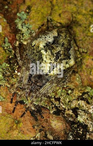 Knobbed orbweaver spider (Eriphora pustulosa) concealed on lichen covered tree trunk Stock Photo