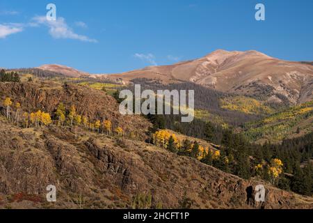 Early autumn golden aspen changing color in South Western Colorado, near Lake City. Stock Photo