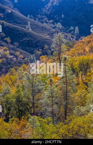 Chaparral in late autumn viewed from Condor Gulch Trail in Pinnacles National Park, California, USA Stock Photo