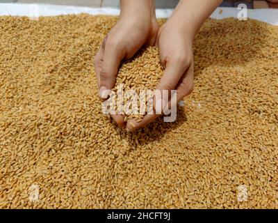Stock photo of a women hand holding wheat grains or collecting wheat ...