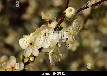 A close-up shot of a twig with beautiful cherry blossoms on a blurred background in spring Stock Photo