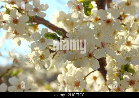 Close-up shot of a apple tree twig with beautiful blossoms on a blurred background in spring Stock Photo