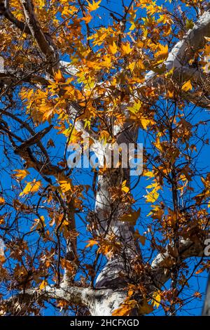 Western Sycamore, Platanus racemosa, along Bear Creek Pinnacles National Park, California, USA Stock Photo