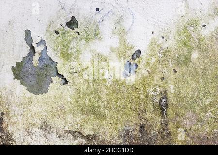 Broken old abandoned white painted cement plaster wall with green moss for texture background Stock Photo