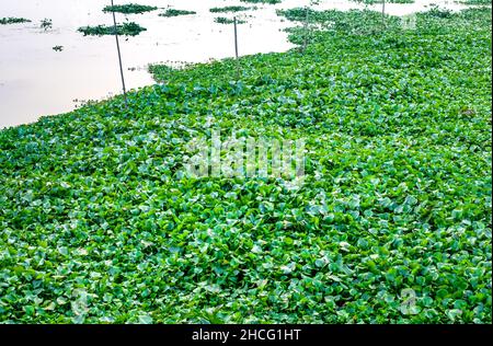 Fully covered green eichhornia plant on a fishing pond Stock Photo